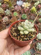 Graptopetalum mendozae - Miniatura 2