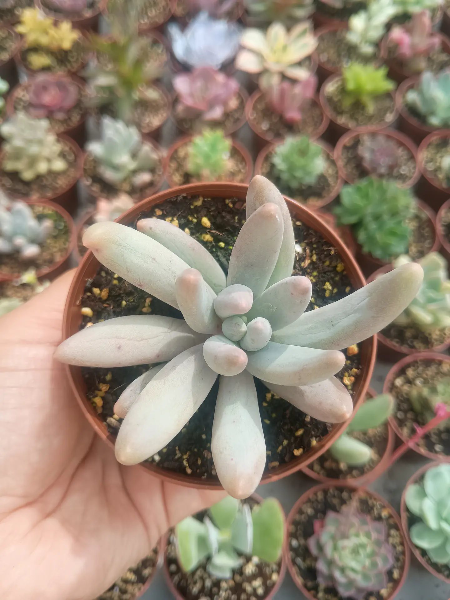 Pachyphytum Saltense  1