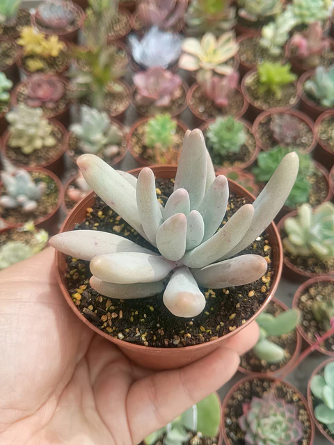 Pachyphytum Saltense 