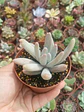 Pachyphytum Saltense  - Miniatura 2