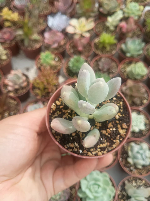 Pachyphytum glutinicaule 