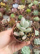 Pachyphytum glutinicaule  - Miniatura 2