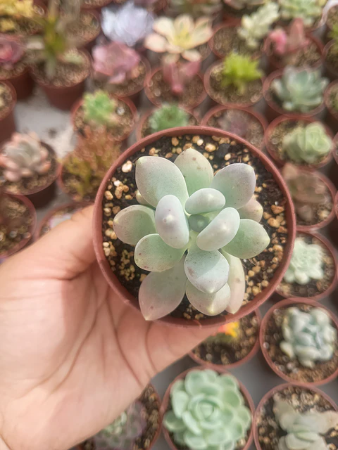 Pachyphytum glutinicaule 