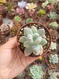 Pachyphytum glutinicaule  - Miniatura 1