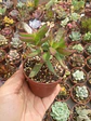 Crassula rubricaulis - Miniatura 2