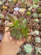 Crassula rubricaulis - Miniatura 1