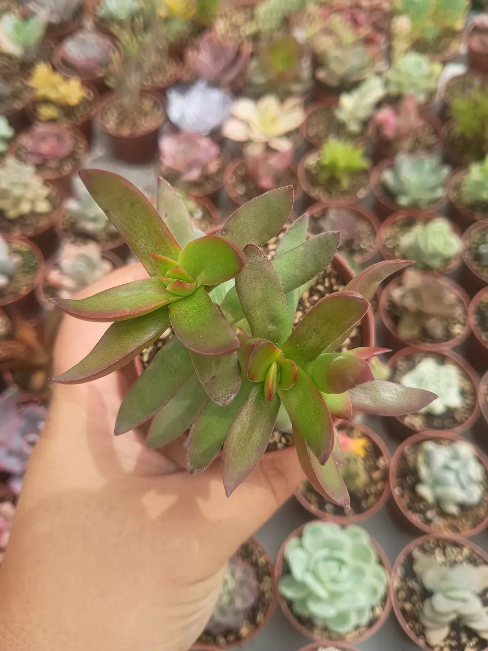 Crassula rubricaulis 1
