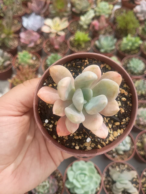 Graptophytum supreme variegado 