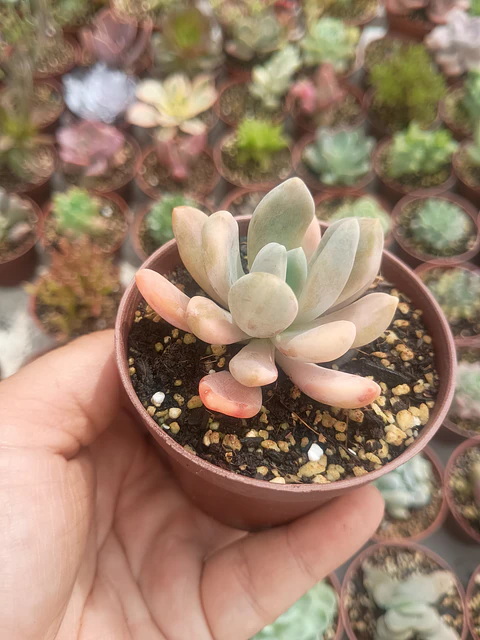 Graptophytum supreme variegado 
