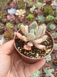 Graptophytum supreme variegado  - Miniatura 2