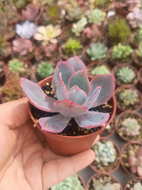 Echeveria Afterglow, pequeña