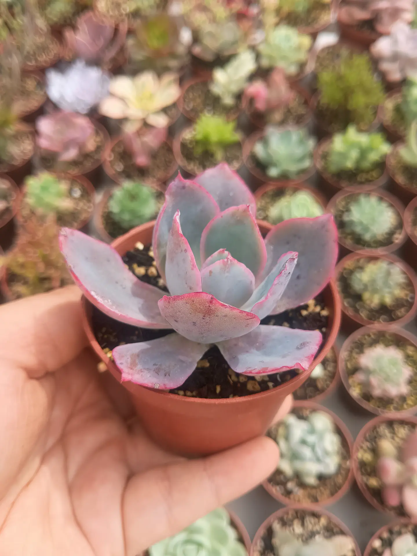 Echeveria Afterglow, pequeña 1