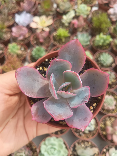 Echeveria Afterglow, pequeña