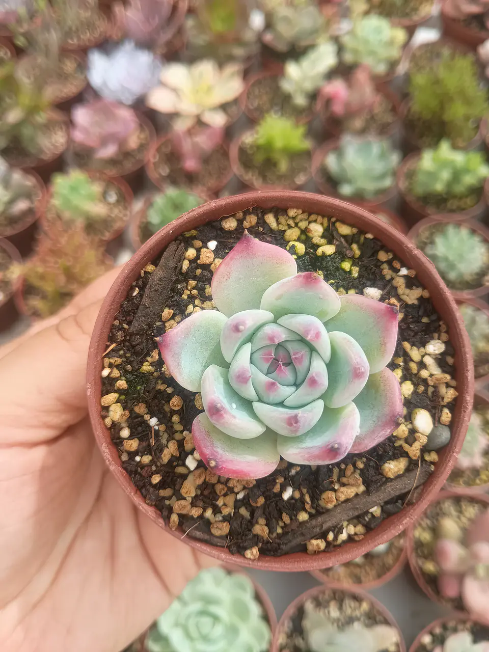 Echeveria Chihuahuensis  1