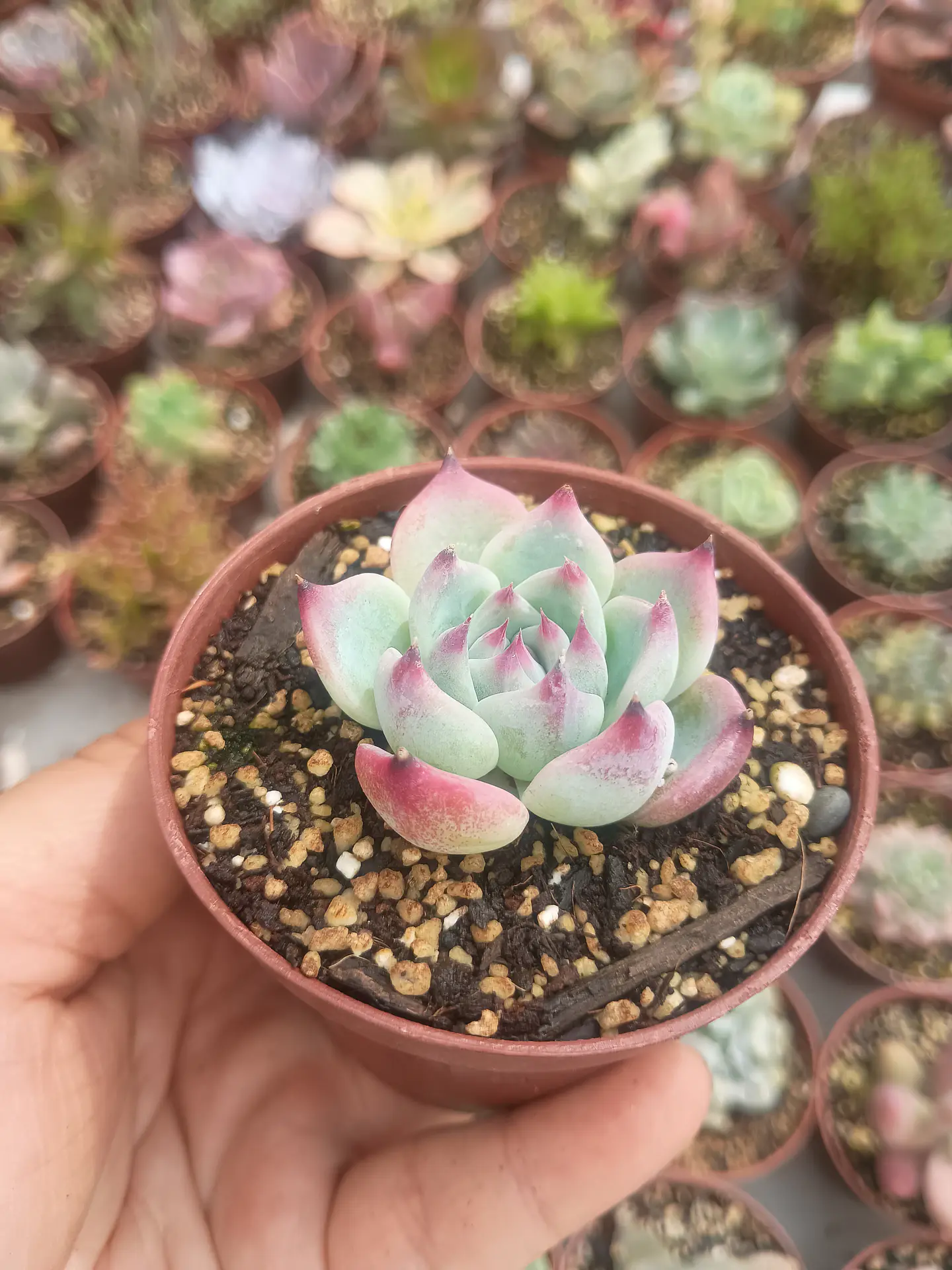 Echeveria Chihuahuensis  2
