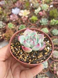 Echeveria Chihuahuensis  - Miniatura 2