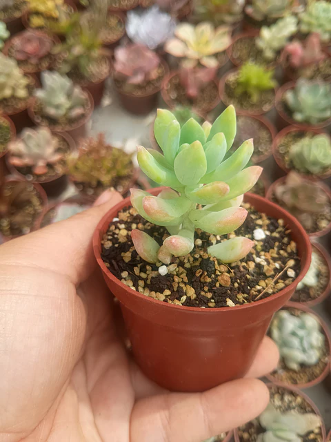 Sedum wayra