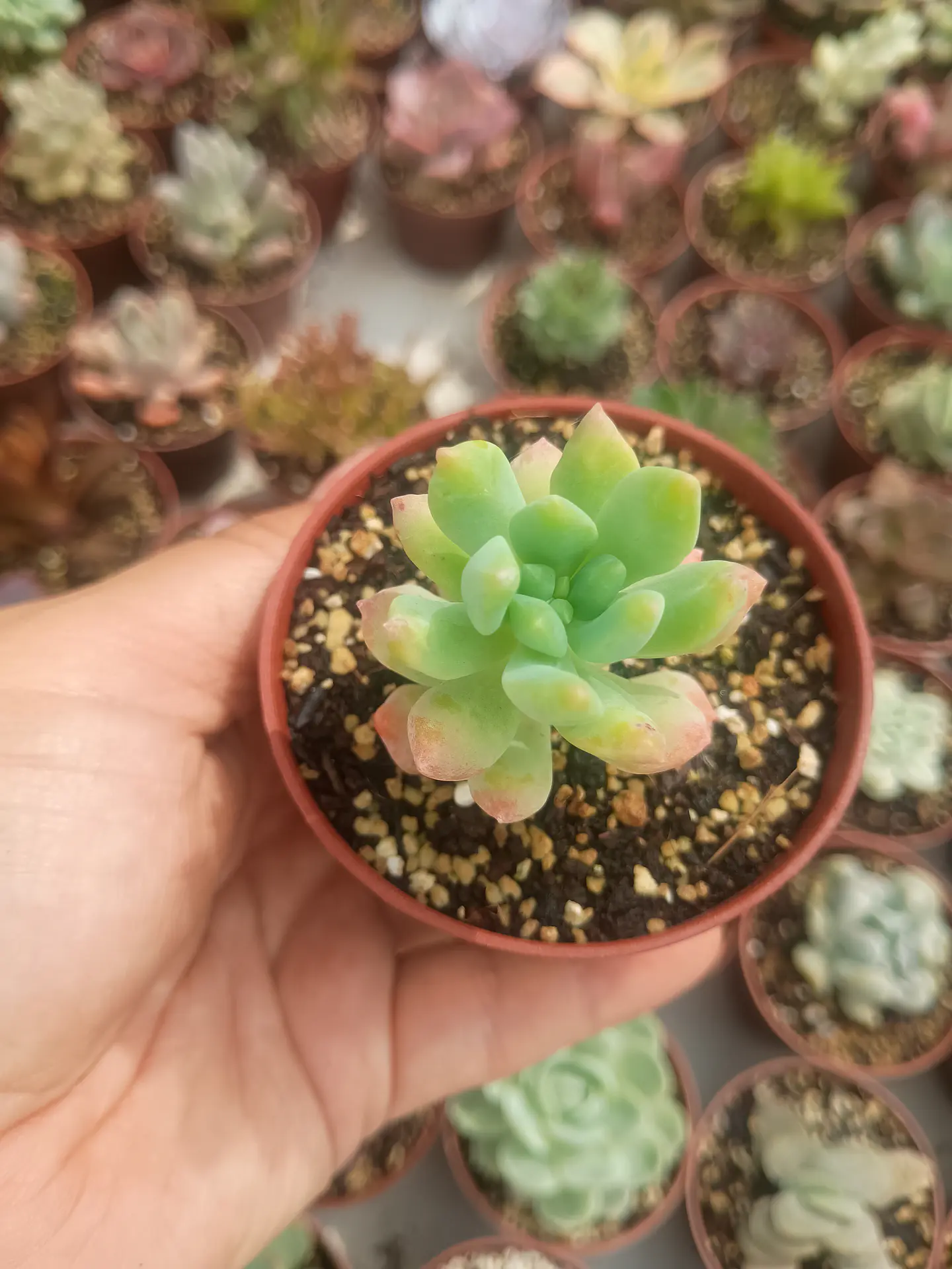Sedum wayra 1