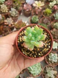 Sedum wayra - Miniatura 1