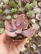 Echeveria pampoteus variegada - Miniatura 1