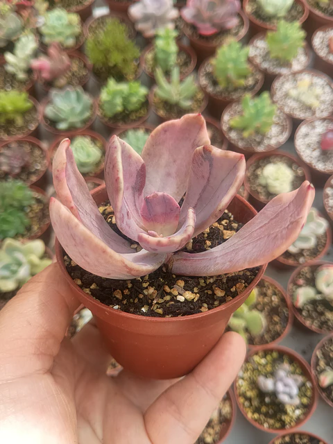 Echeveria pampoteus variegada