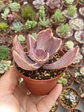 Echeveria pampoteus variegada - Miniatura 2