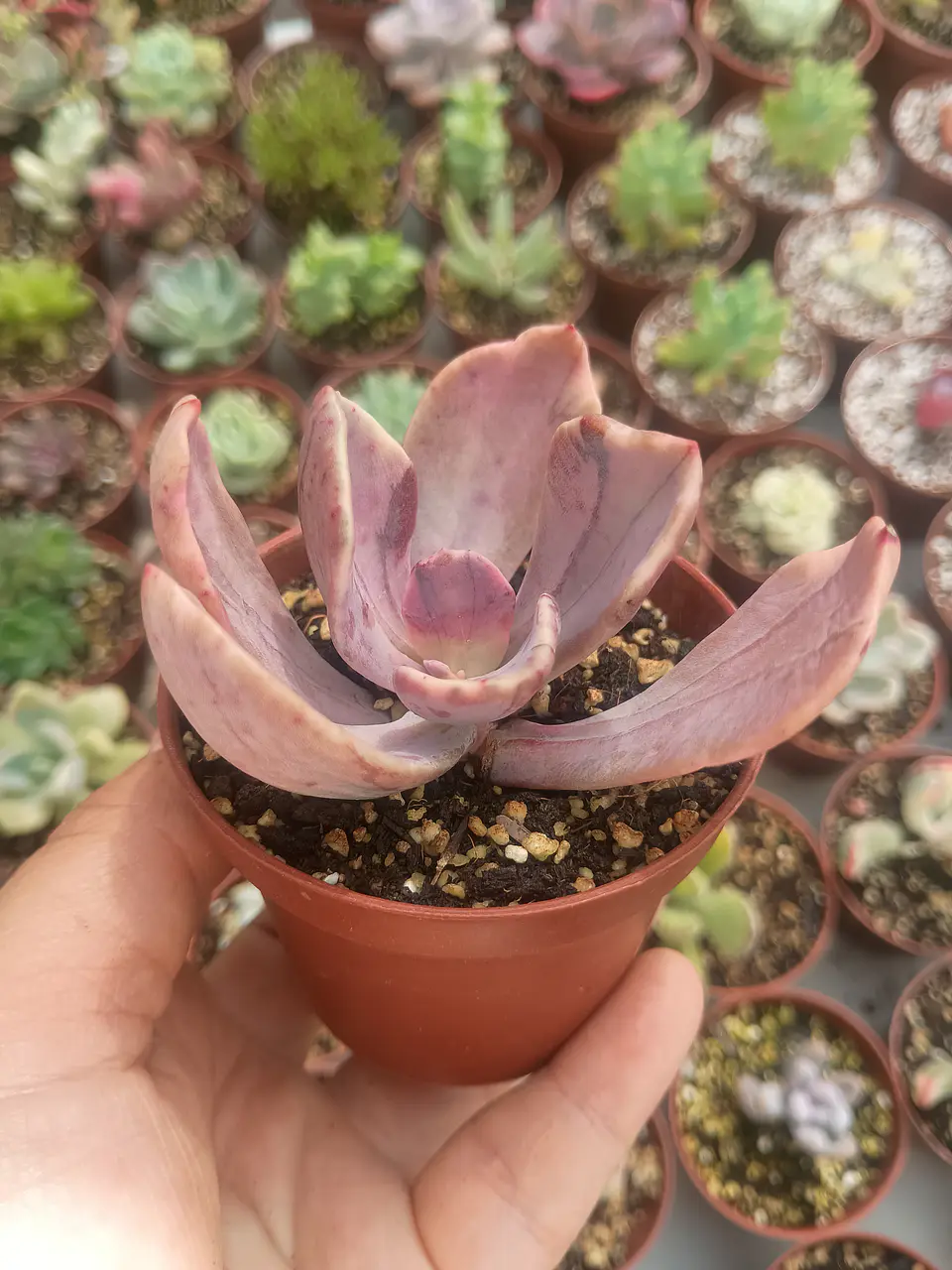 Echeveria pampoteus variegada 2