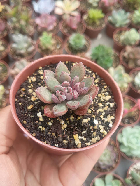 Graptoveria Purple dreams