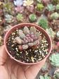 Graptoveria Purple dreams - Miniatura 2