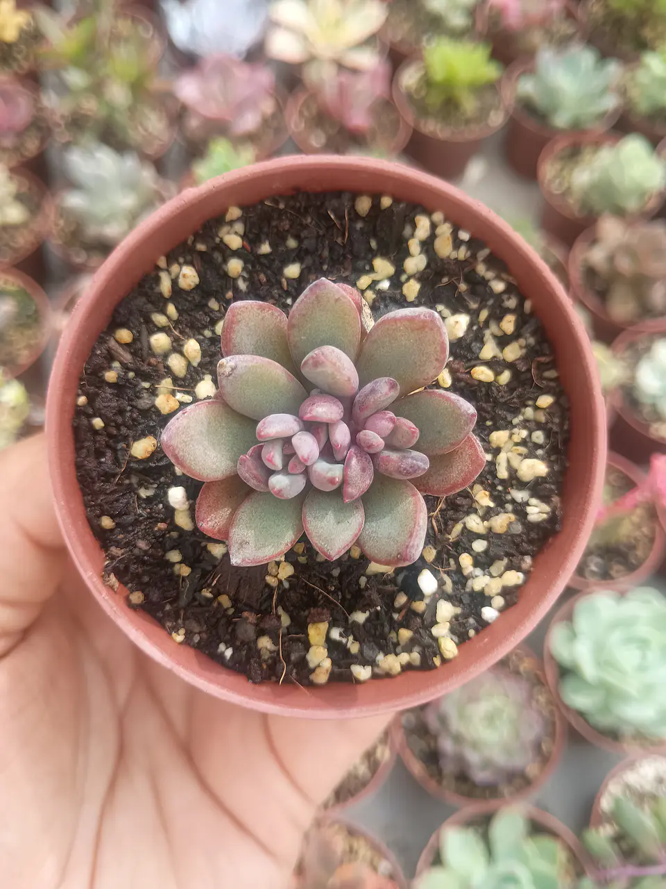 Graptoveria Purple dreams 1