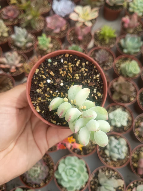 Cotyledon pendens variegado 