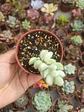 Cotyledon pendens variegado  - Miniatura 1