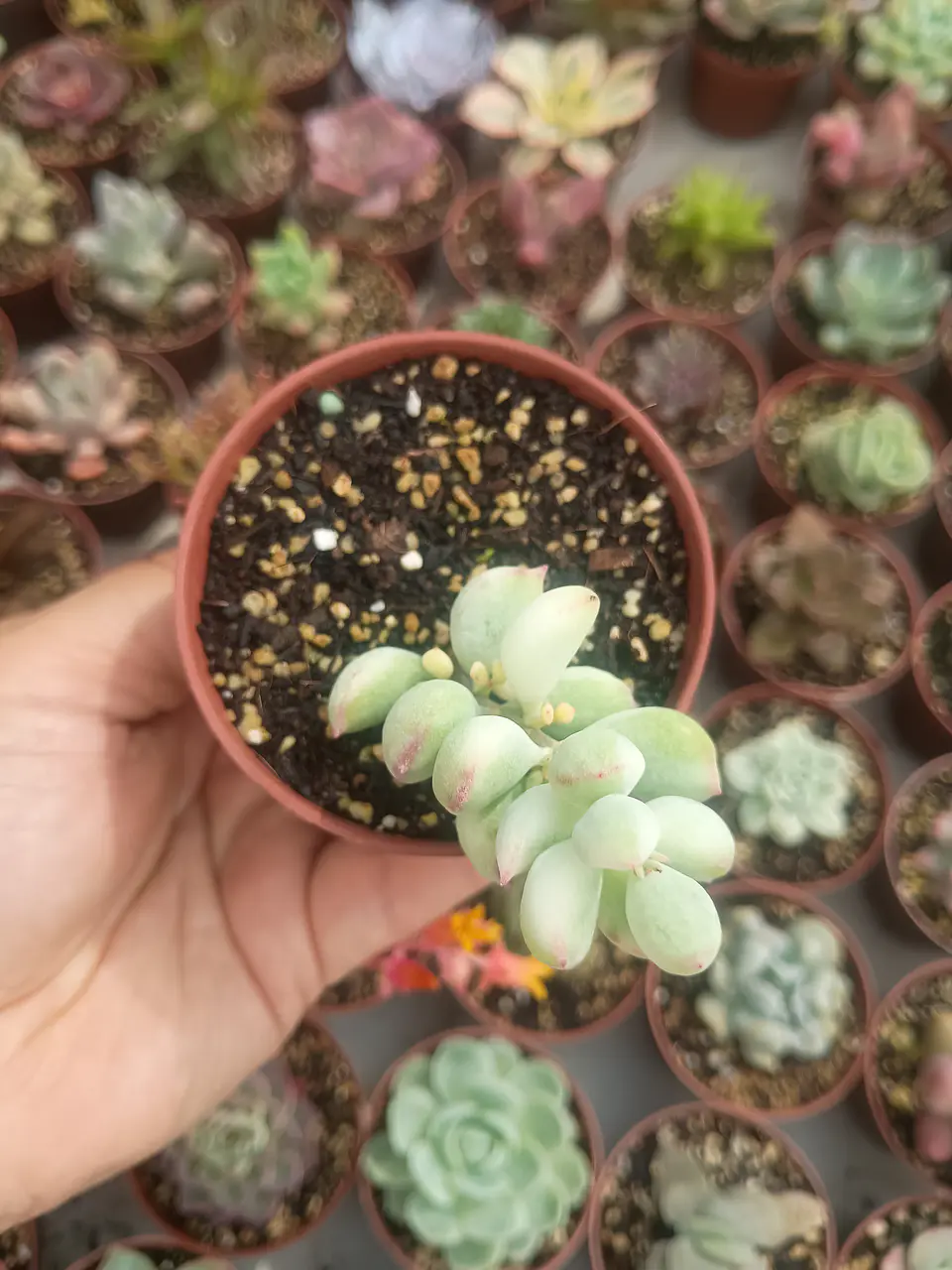 Cotyledon pendens variegado  1