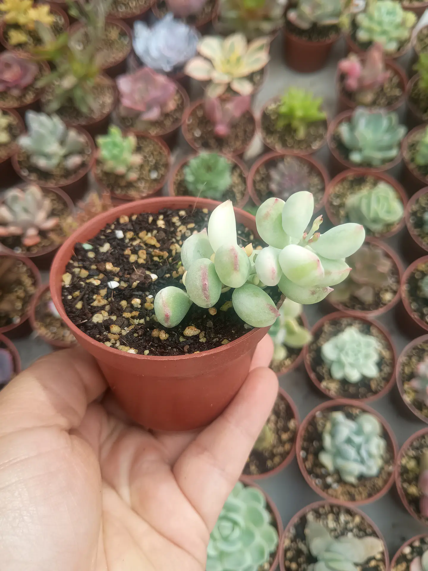 Cotyledon pendens variegado  2
