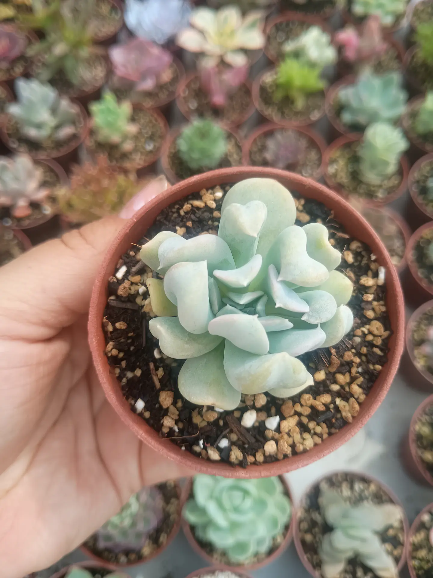 Echeveria ruyoni topsy  1
