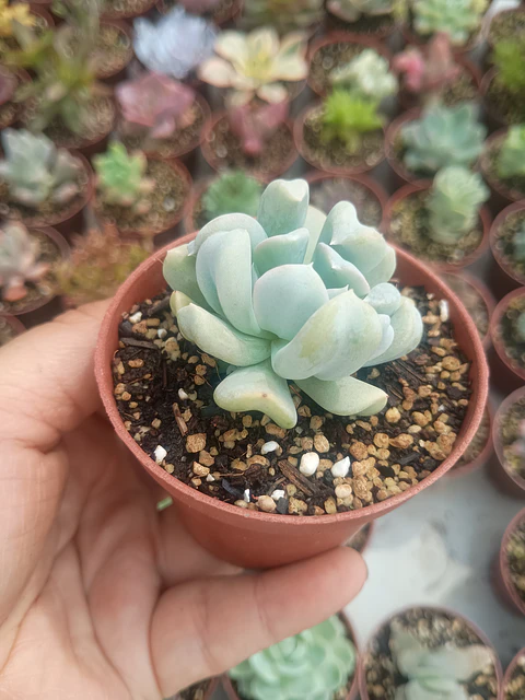 Echeveria ruyoni topsy 