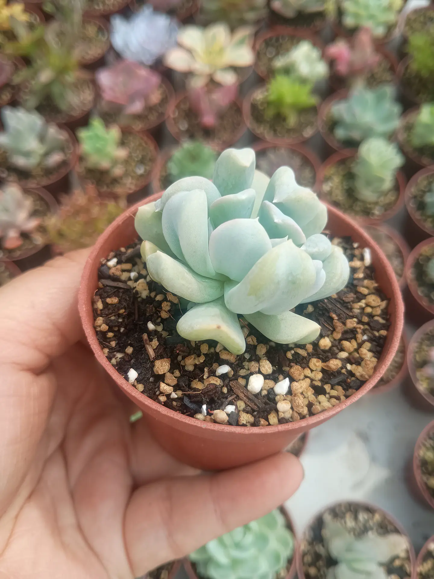 Echeveria ruyoni topsy  2