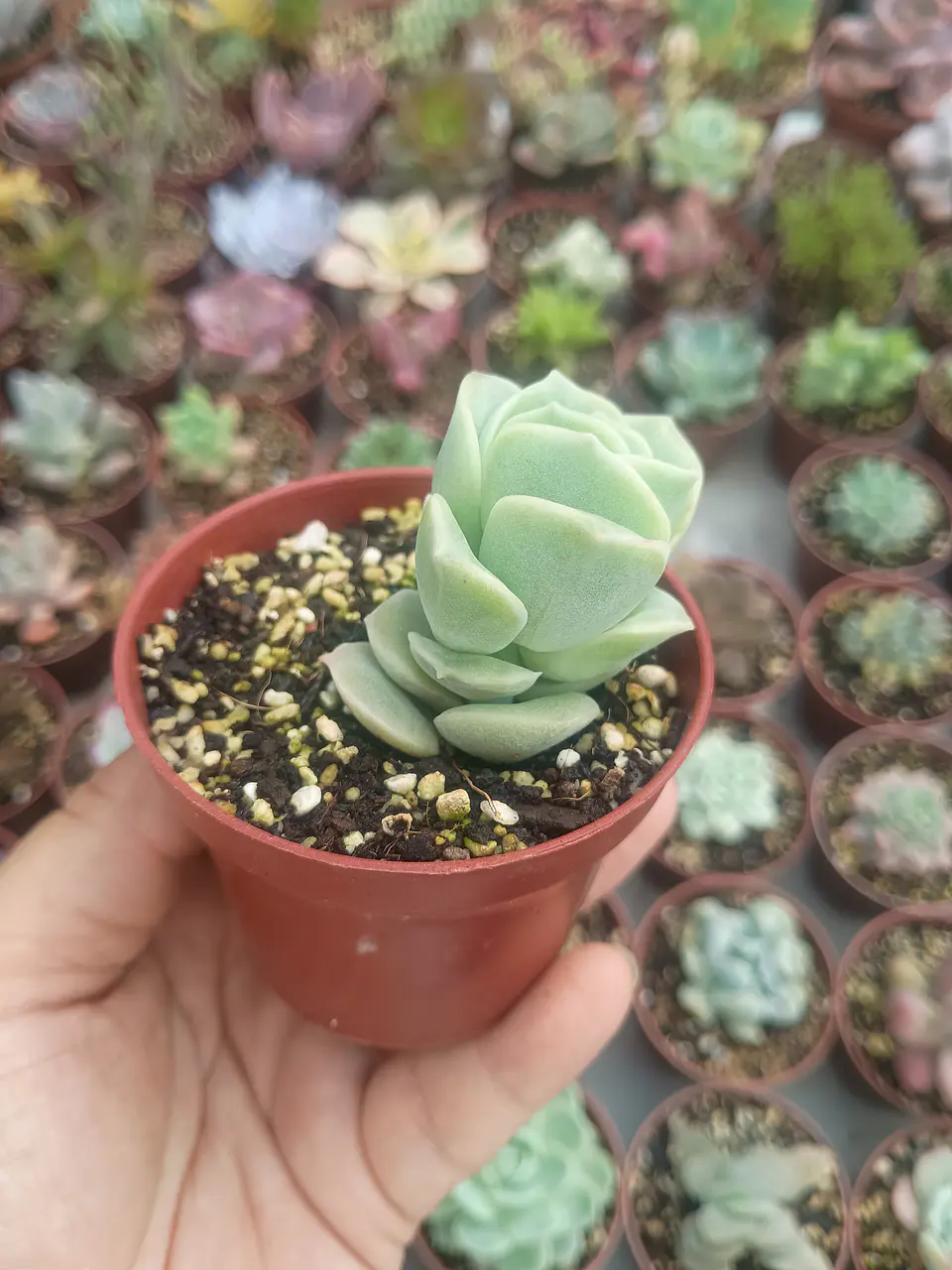 Graptoveria lovely rose, pequeña 2