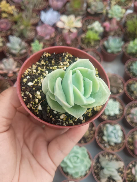 Graptoveria lovely rose, pequeña