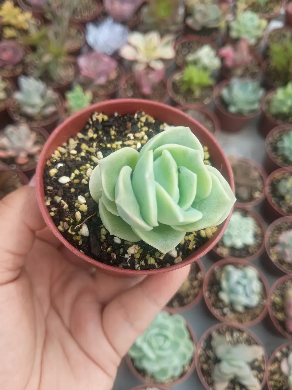 Graptoveria lovely rose, pequeña 1