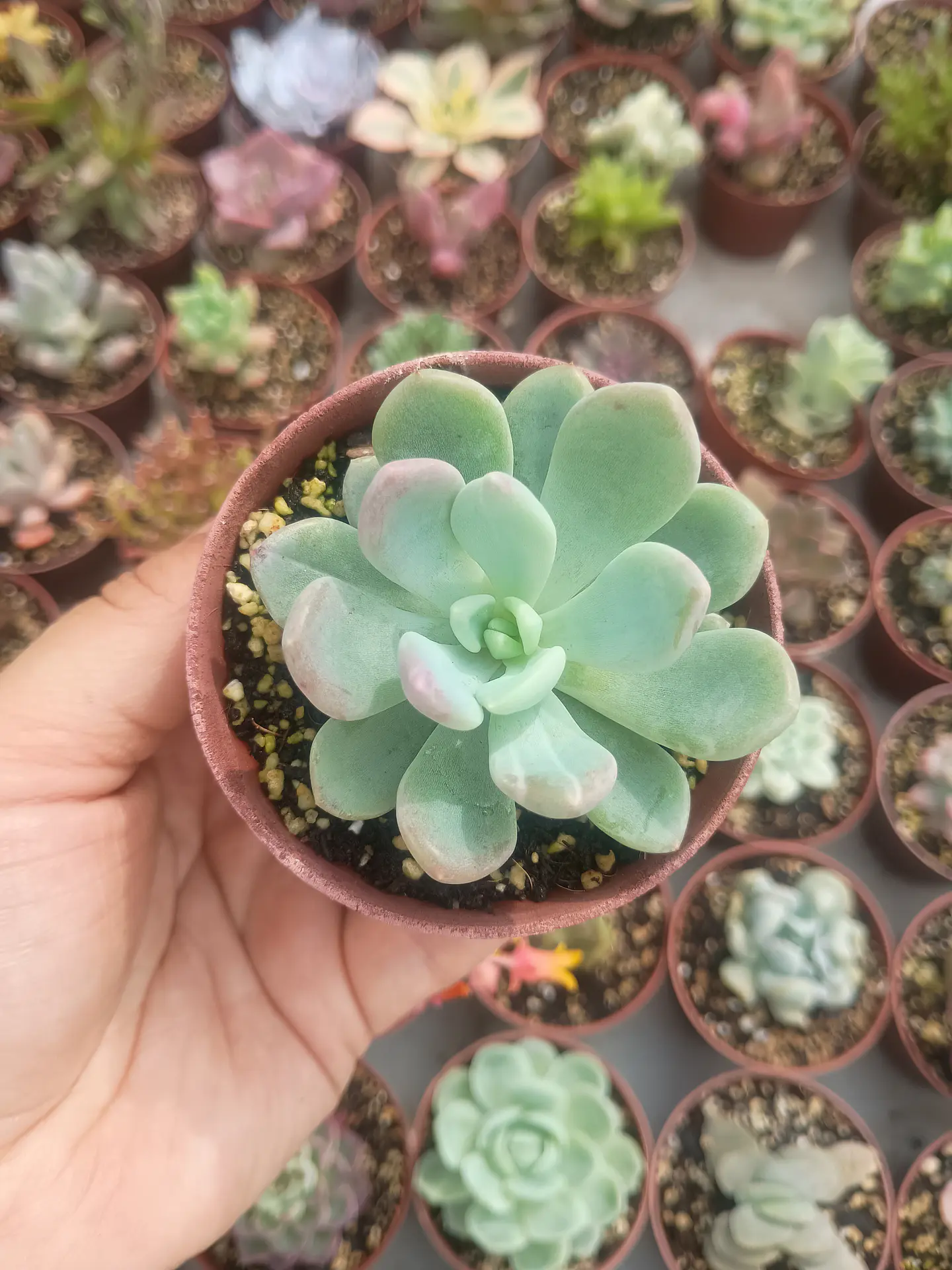 Pachyveria Surprice 1