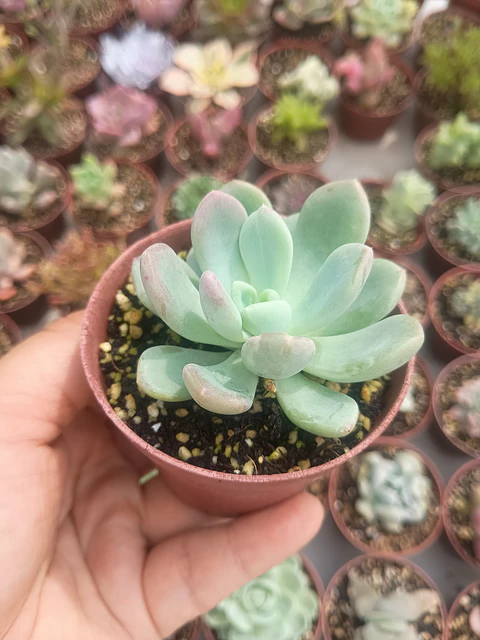 Pachyveria Surprice