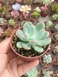 Pachyveria Surprice - Miniatura 2