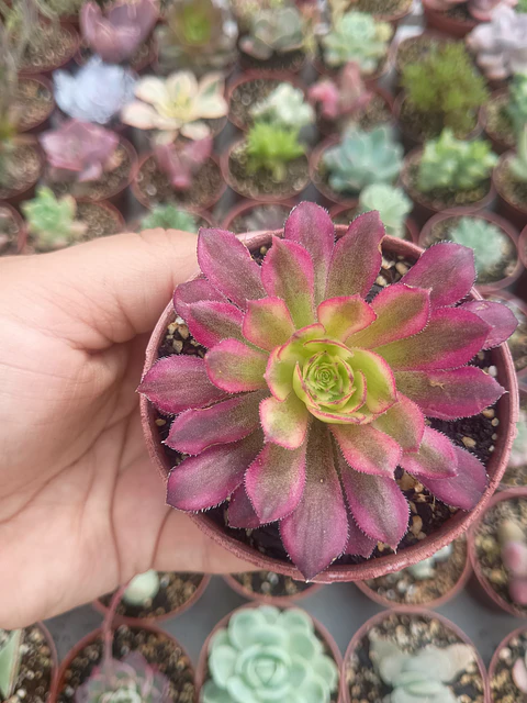 Aeonium mardigrass