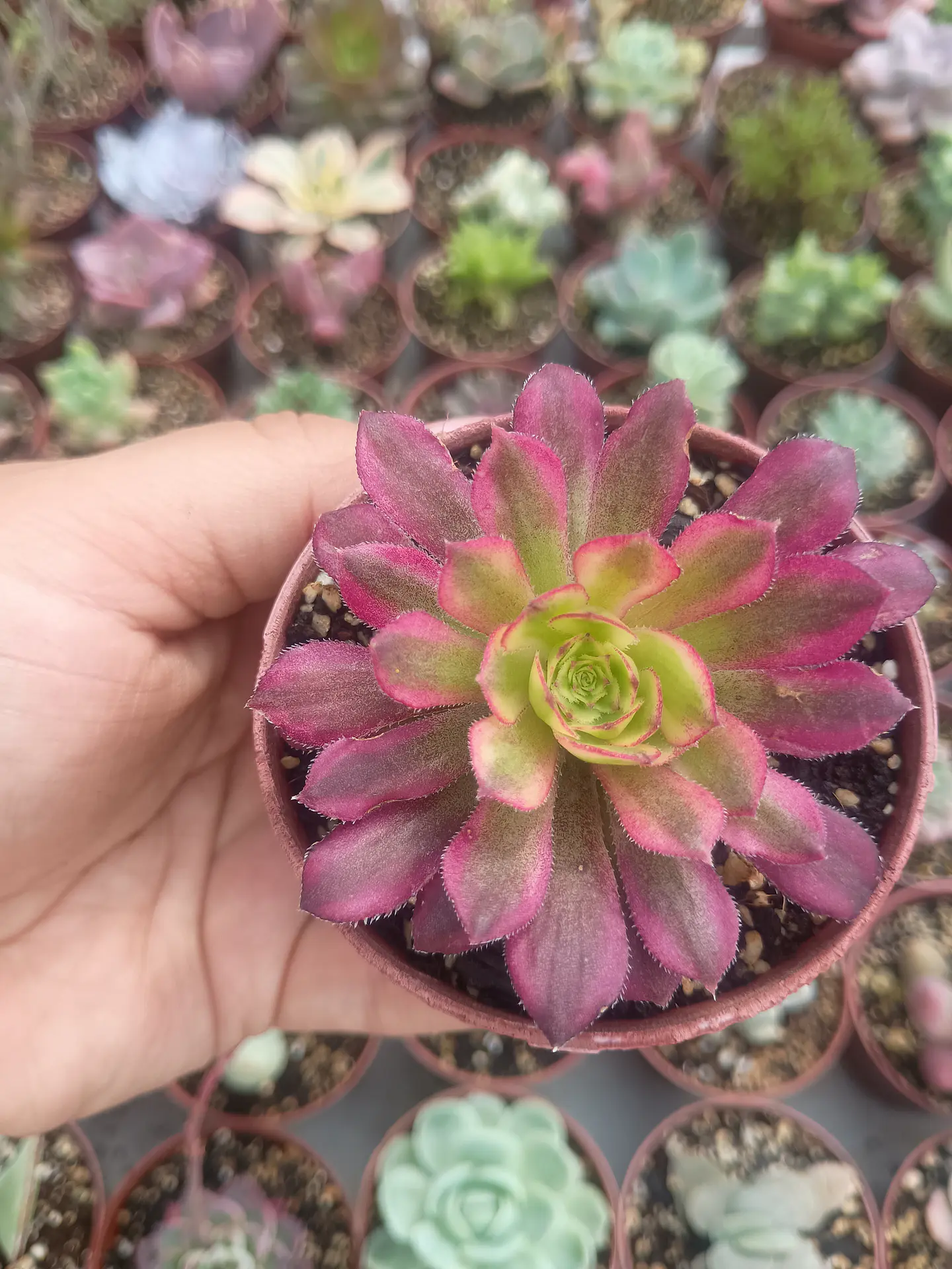 Aeonium mardigrass 1