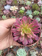 Aeonium mardigrass - Miniatura 1