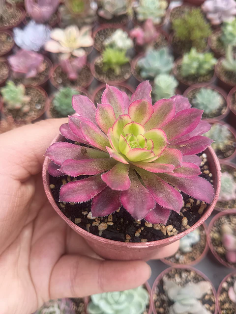 Aeonium mardigrass