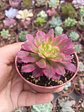 Aeonium mardigrass - Miniatura 2