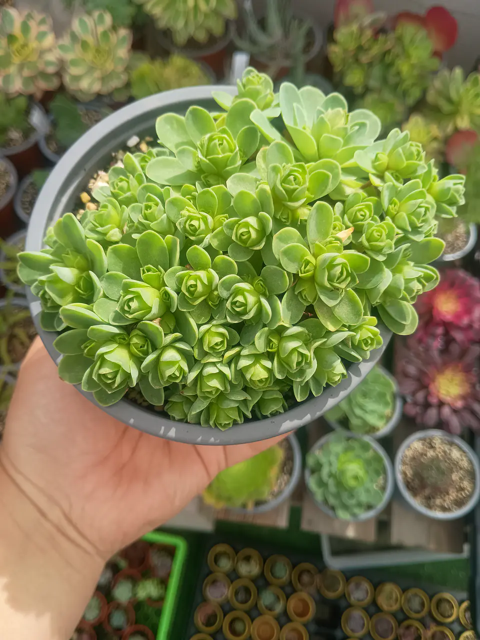 Greenovia  1
