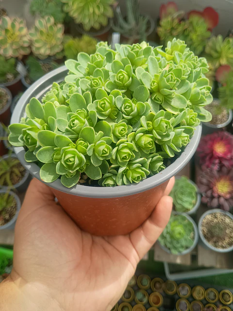 Greenovia 
